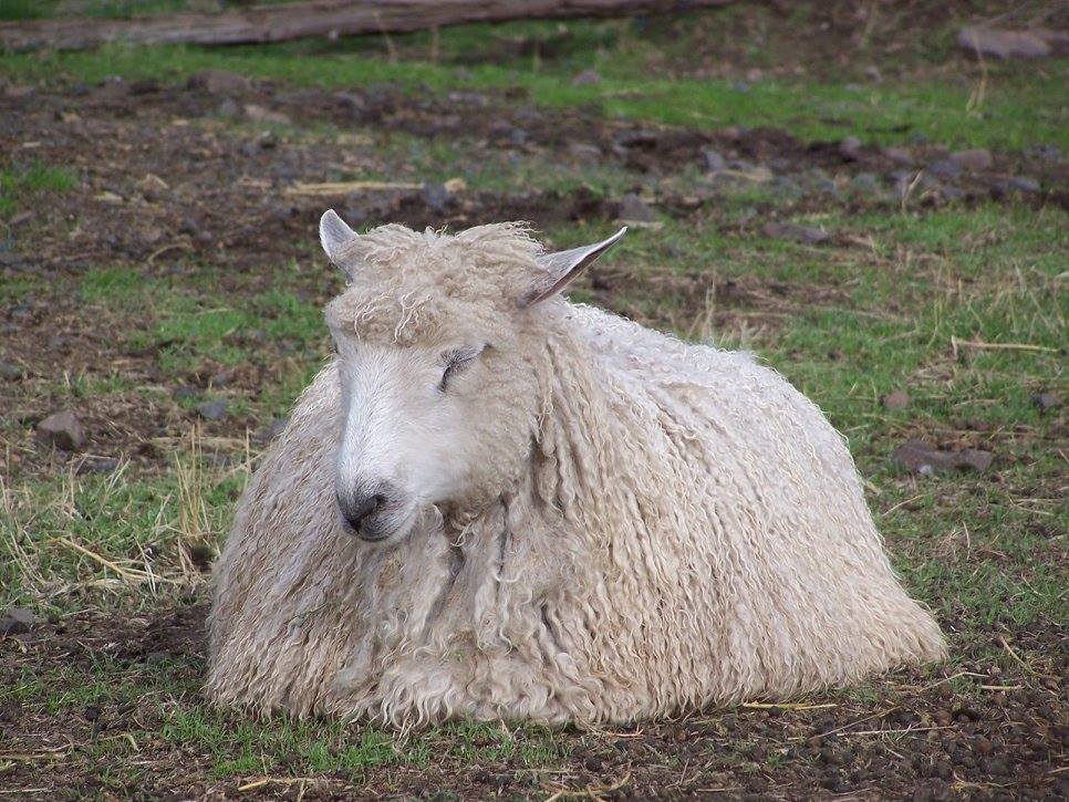 TeeswaterGotland Cross ewe